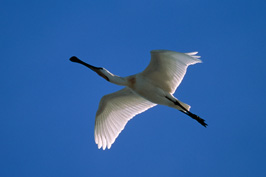 ..::Spoonbill::..